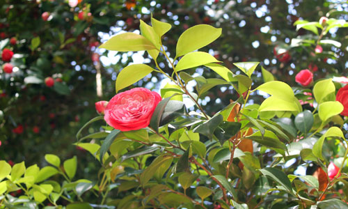 Batumi botanical garden