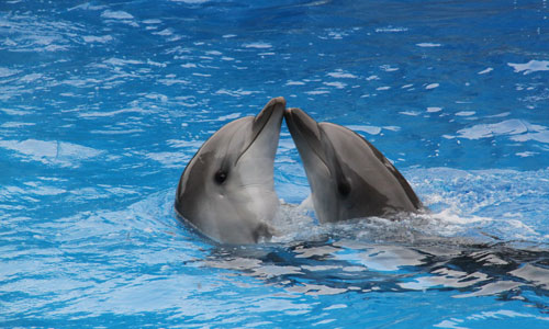 Batumi dolphinarium